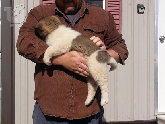 Ιαπωνικά Akita.